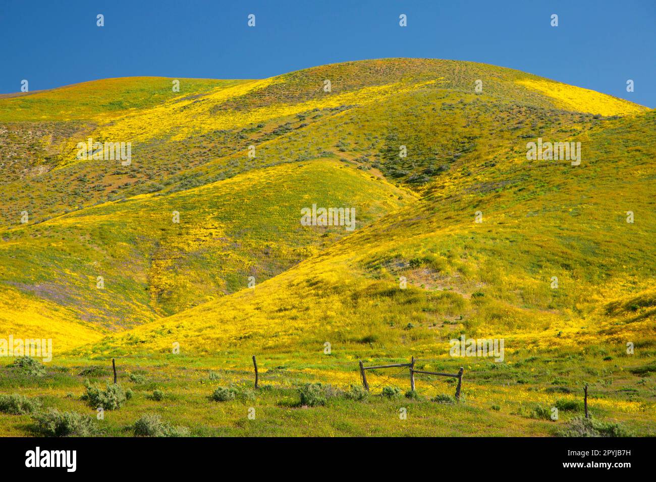 Temblor Range with wildflowers, San Luis Obispo County, California Stock Photo