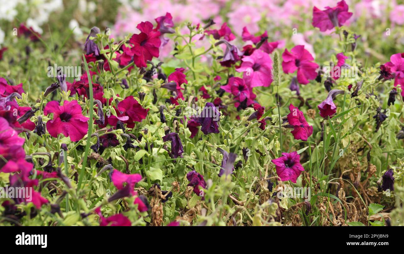 petunia plant Stock background Stock Photo