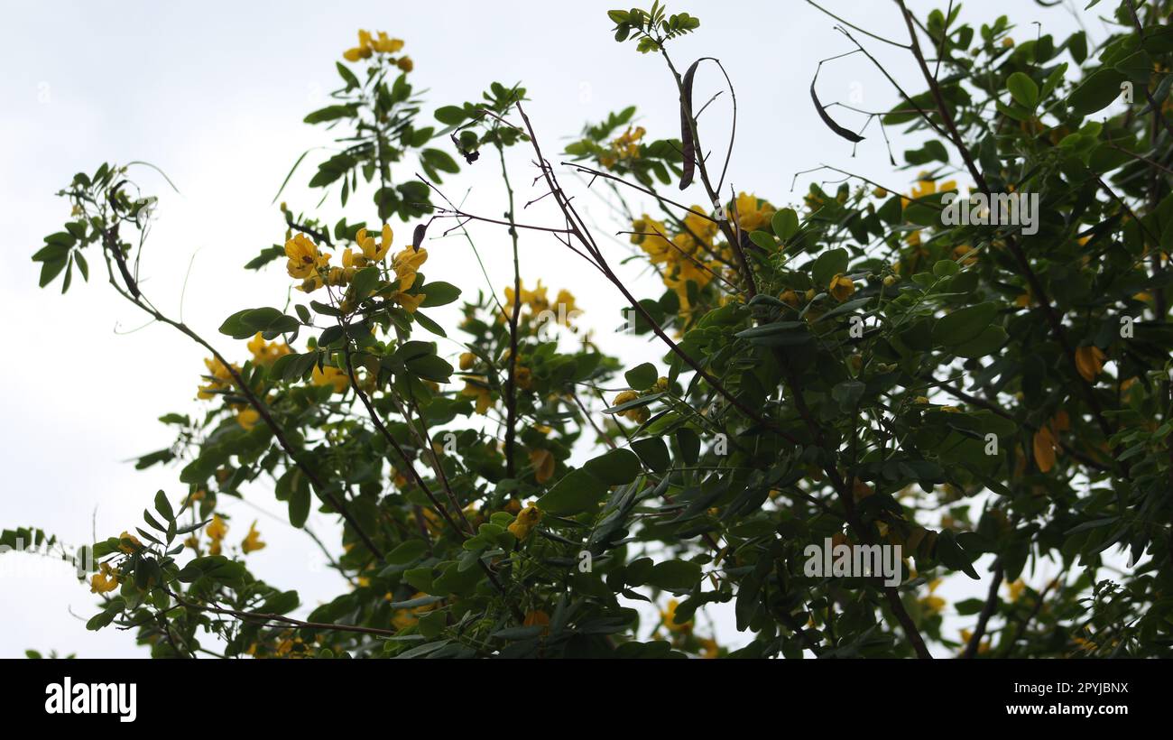Senna bicapsularis flower plant Stock Photo