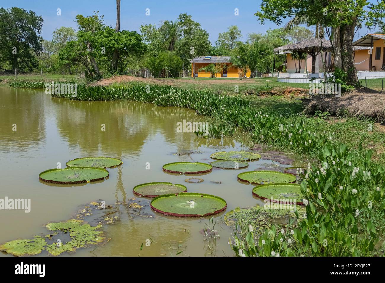 Lake with impressive Victoria regia (amazonica) leaves, Pantanal Wetlands, Mato Grosso, Brazil Stock Photo