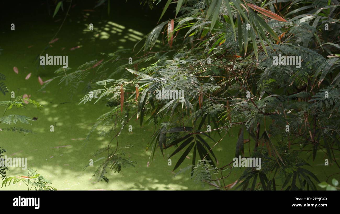 The bamboo bush leaves in a water Stock Photo