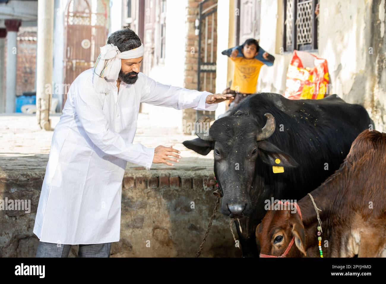 Young male indian cattle farmer with his cows at agriculture field