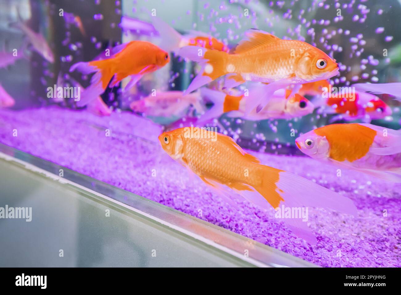Goldfish glasses hires stock photography and images Alamy