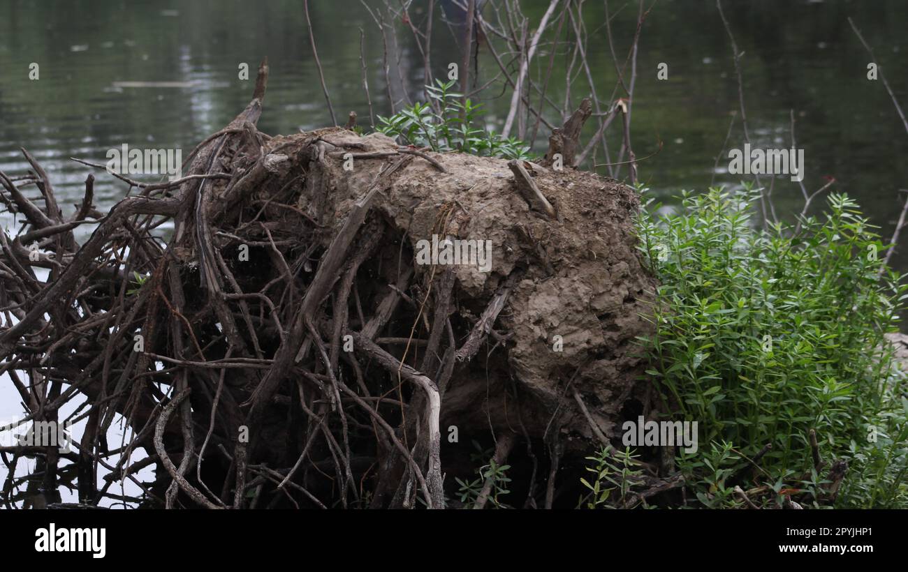 tree stump in a water Stock Photo Alamy