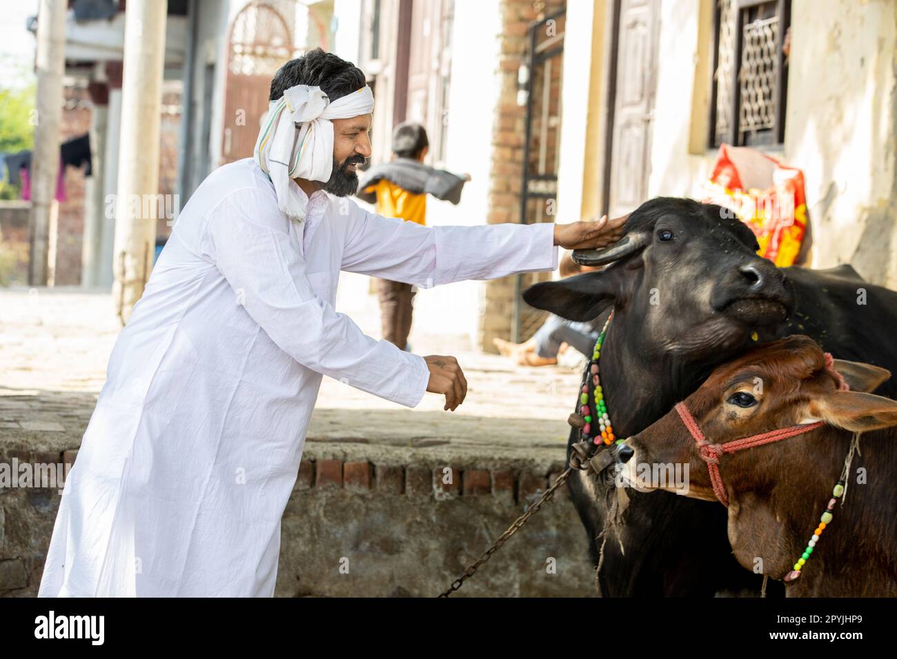 Young male indian cattle farmer with his cows at agriculture field