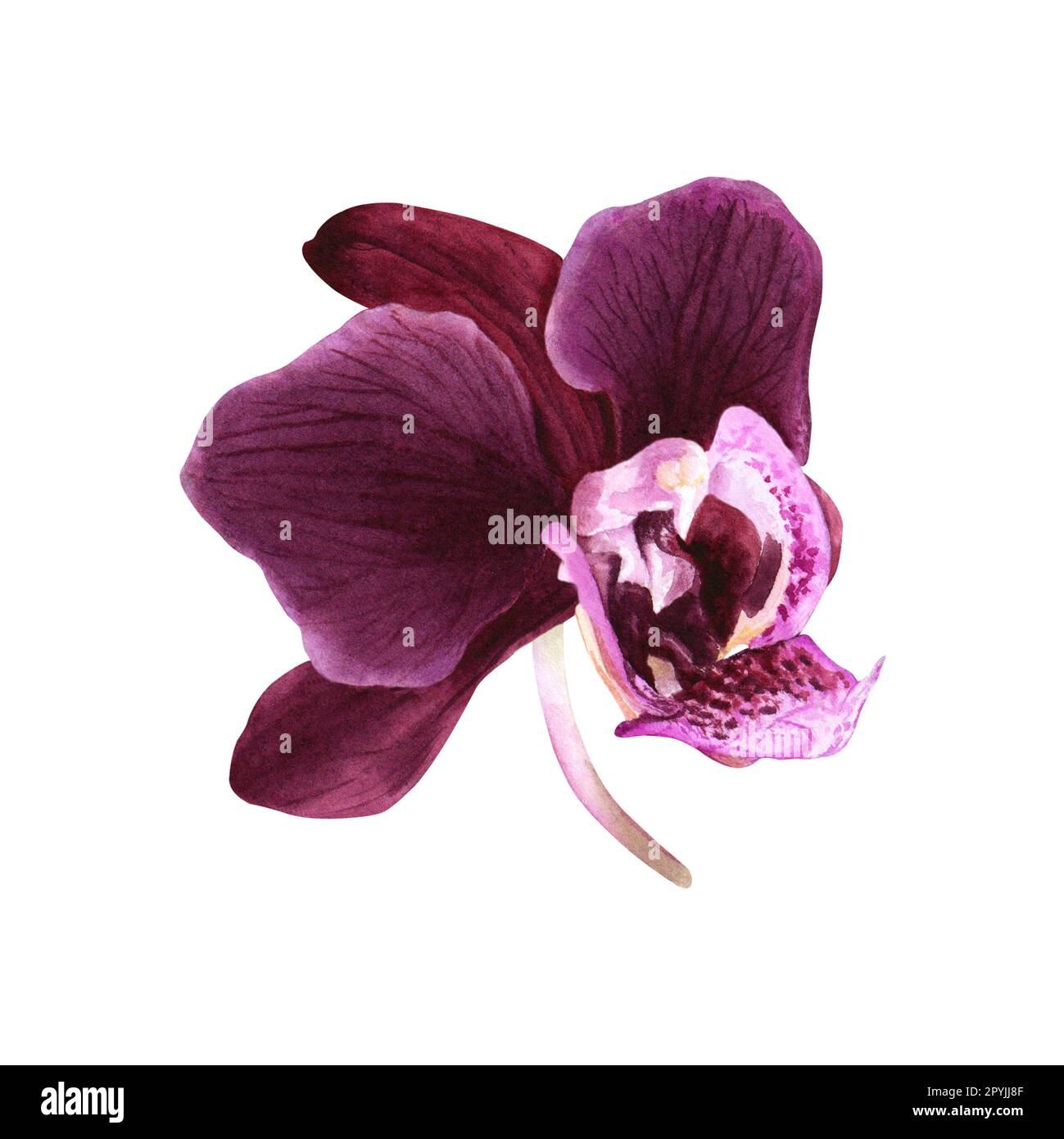 The bloom of tropical flower orchid. Watercolor botanical illustration ...