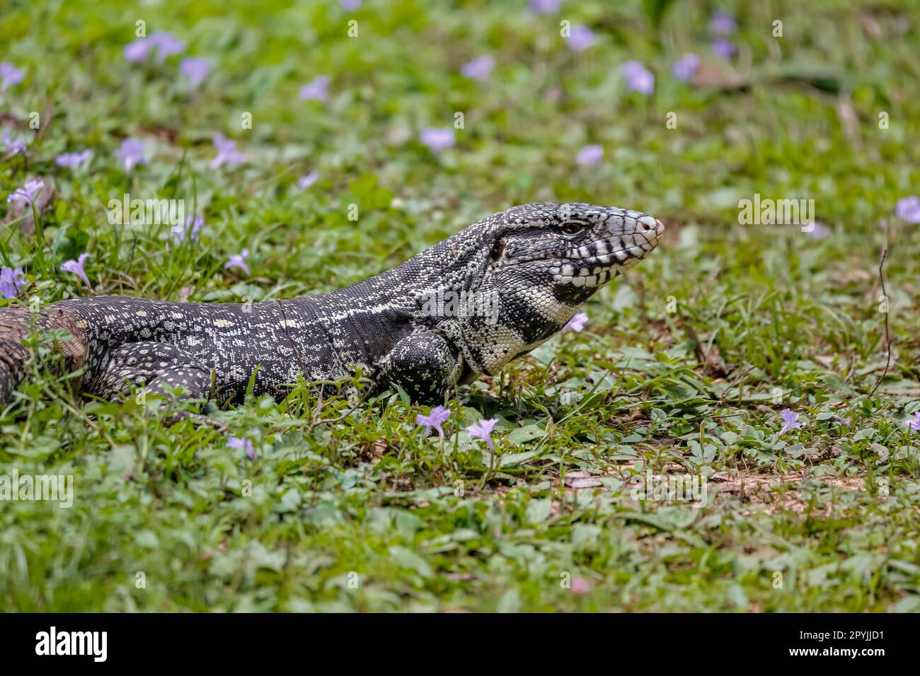 Black and white Tegu sitting in grass, side view, Pantanal Wetlands, Mato Grosso, Brazil Stock Photo
