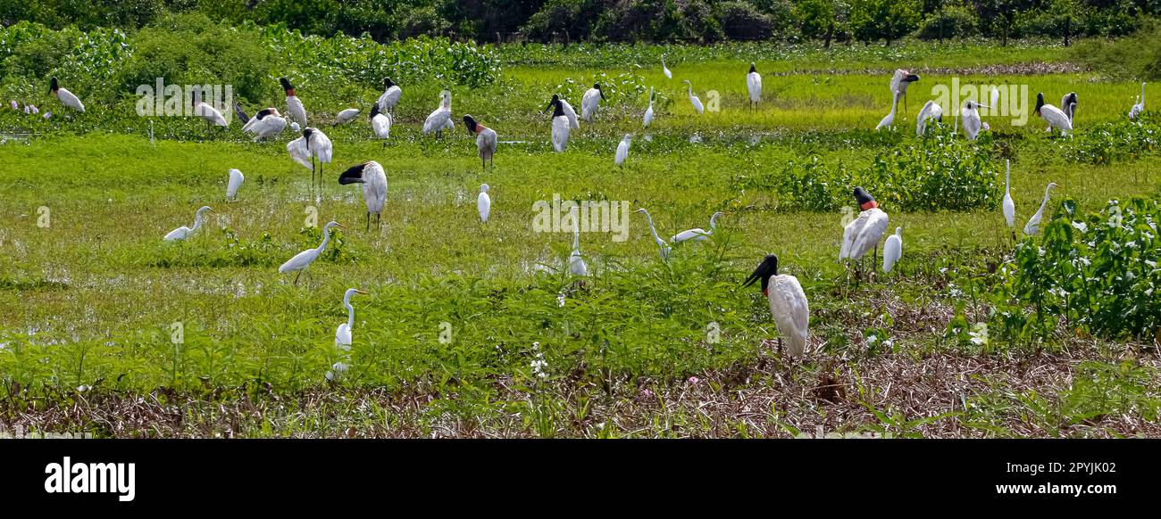 Panorama of Jabiru storks and Great egrets on a green meadow the Pantanal Wetlands, Mato Grosso, Brazil Stock Photo