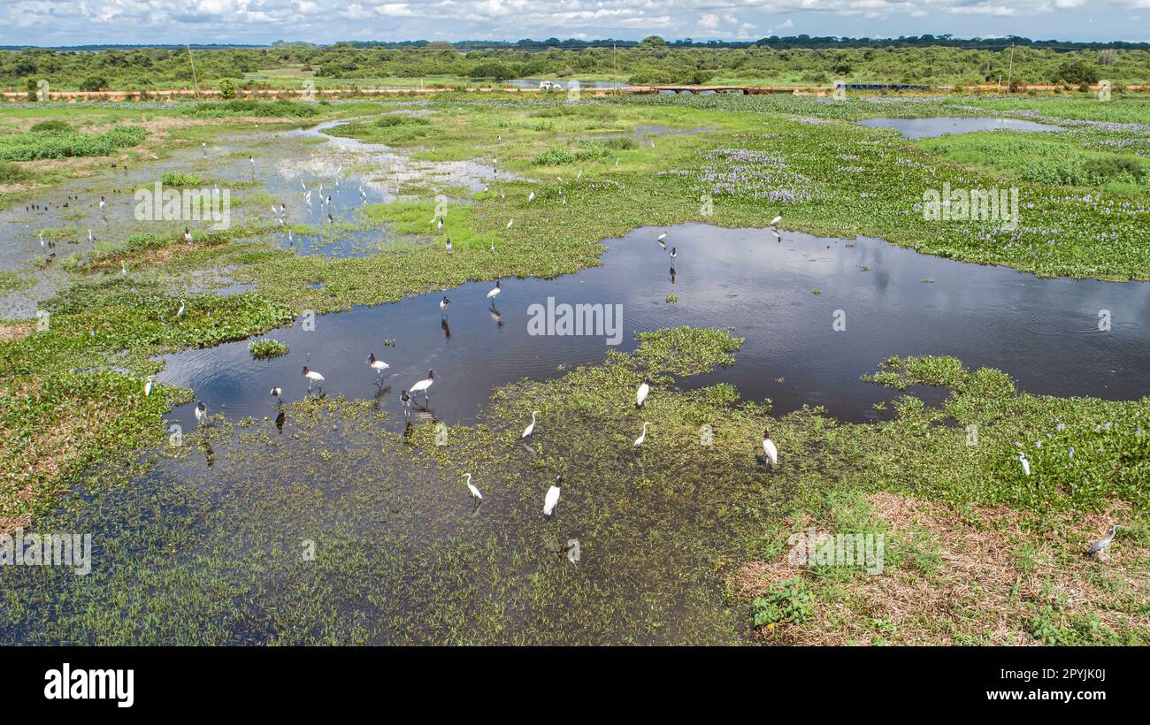 Aerial view of a lagoon and meadows with Jabiru storks and Great egrets, Transpanatnaeira road in background, Pantanal Wetlands, Mato Grosso, Brazil Stock Photo