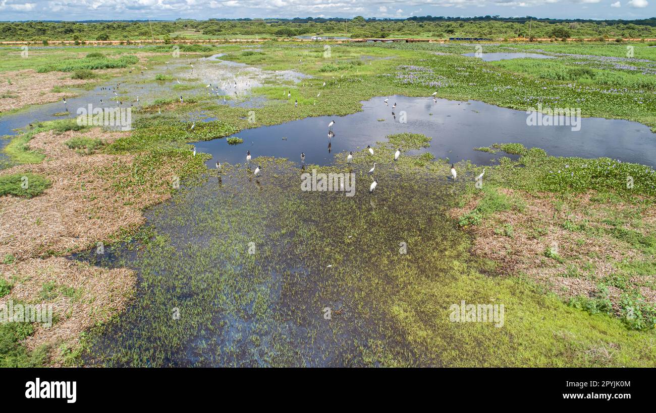 Aerial view of a lagoon and meadows with Jabiru storks and Great egrets, Transpanatnaeira road in background, Pantanal Wetlands, Mato Grosso, Brazil Stock Photo