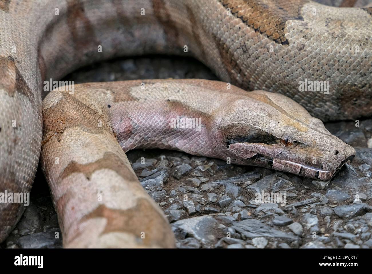 Close-up of a Boa constrictor looped on a tarred road, Pantanal Wetlands, Mato Grosso, Brazil Stock Photo