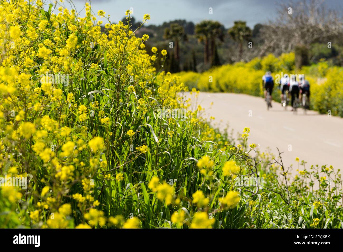 ciclistas entre flores, Petra, mallorca, islas baleares, españa, europa Stock Photo