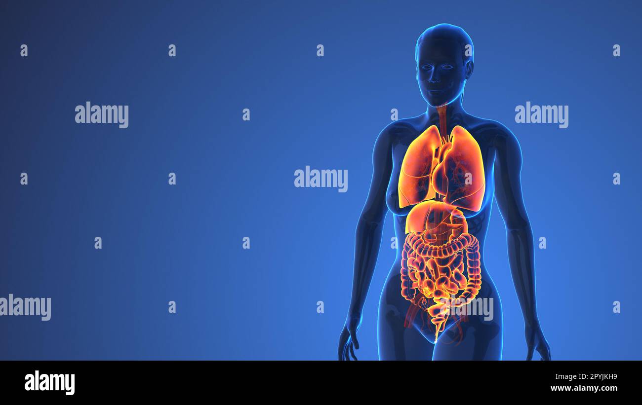 Internal organs, female body - schematic human anatomy