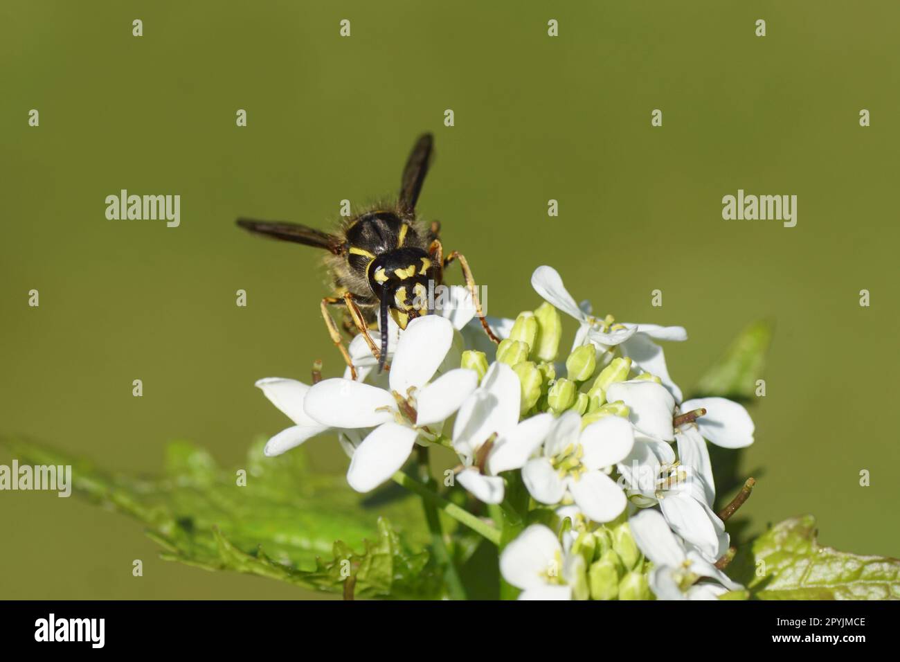 Close up face of a queen of a common wasp (Vespula vulgaris), family Vespidae. On flowers of garlic mustard (Alliaria petiolata). Spring, May. Stock Photo
