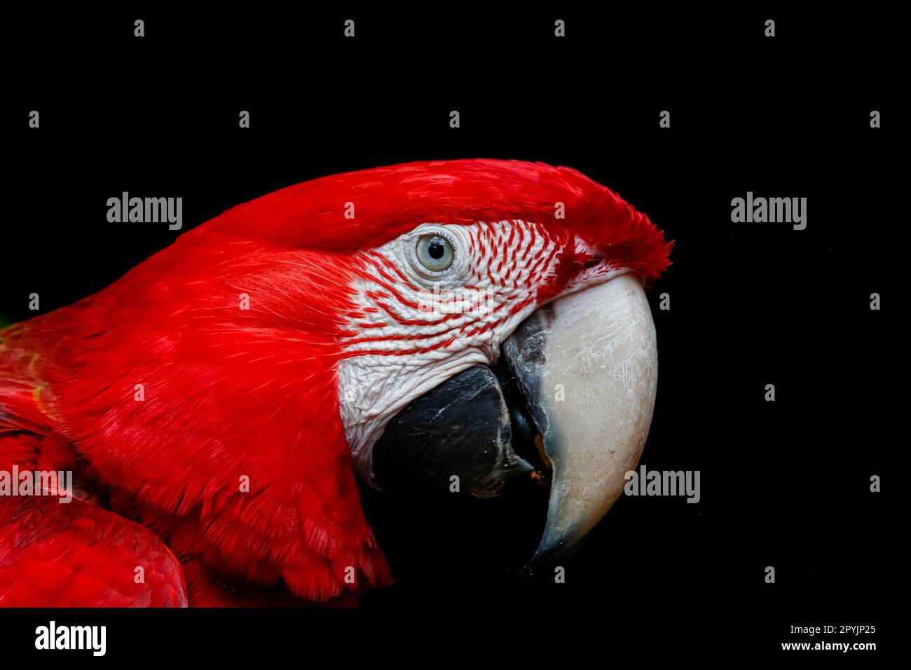 Detail of plumage with layers of colorful feathers in light, dark background Stock Photo