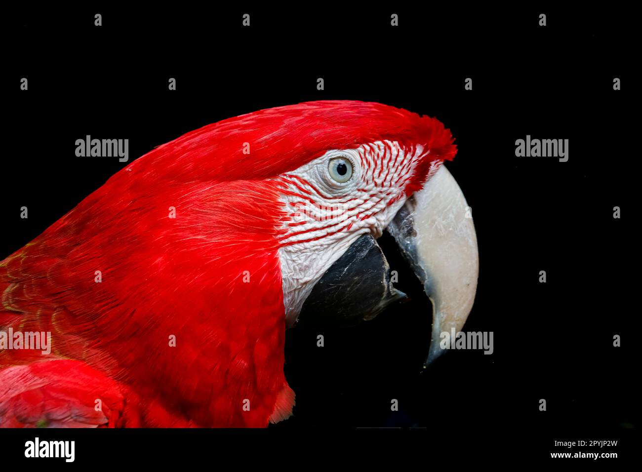 Portrait of a Red and Green Macaw against black background, Chapada dos Guimaraes, Mato Grosso, Brazil Stock Photo