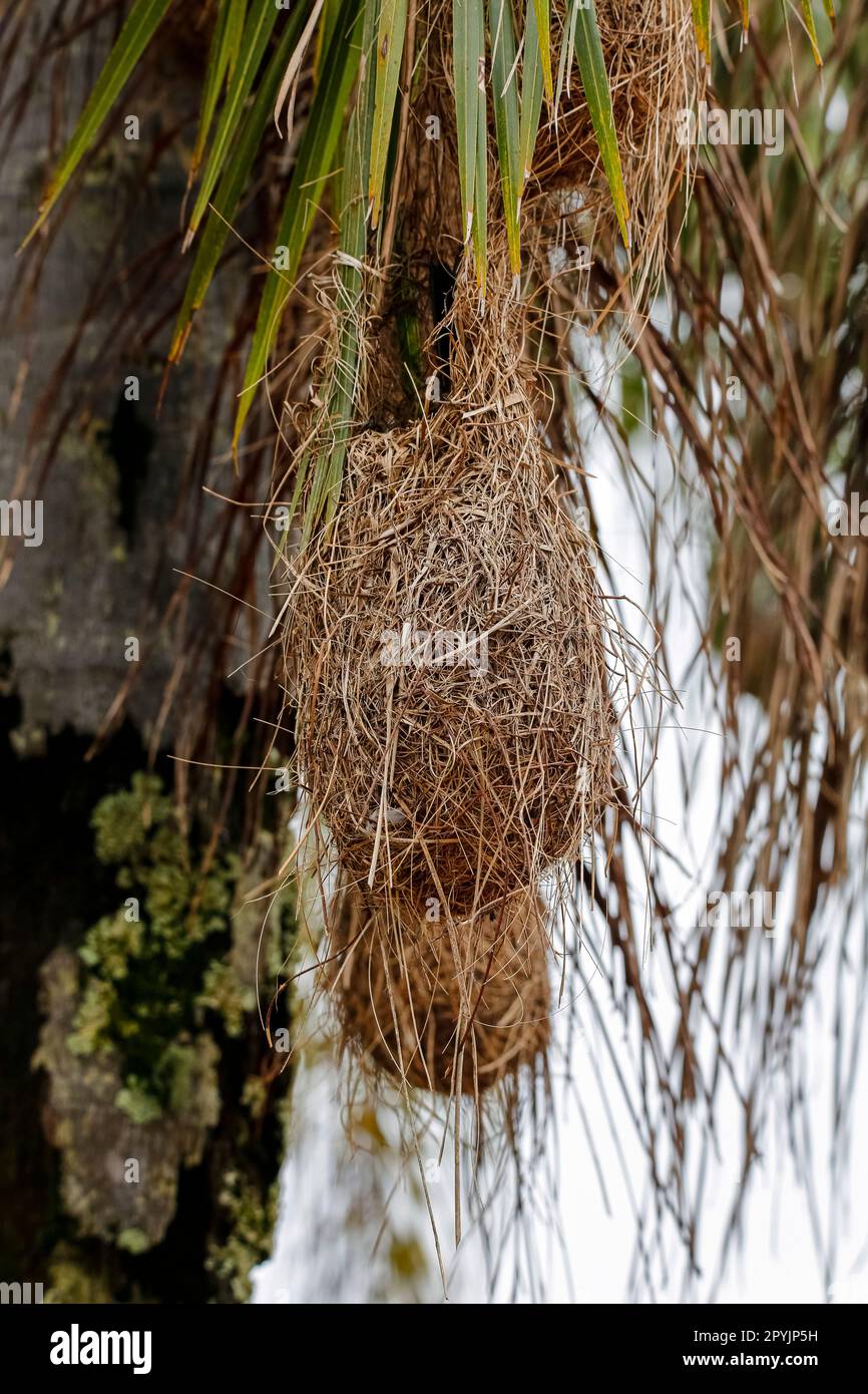 Artfully woven nests of a Redrumped cacique in a palm tree, Iguazu