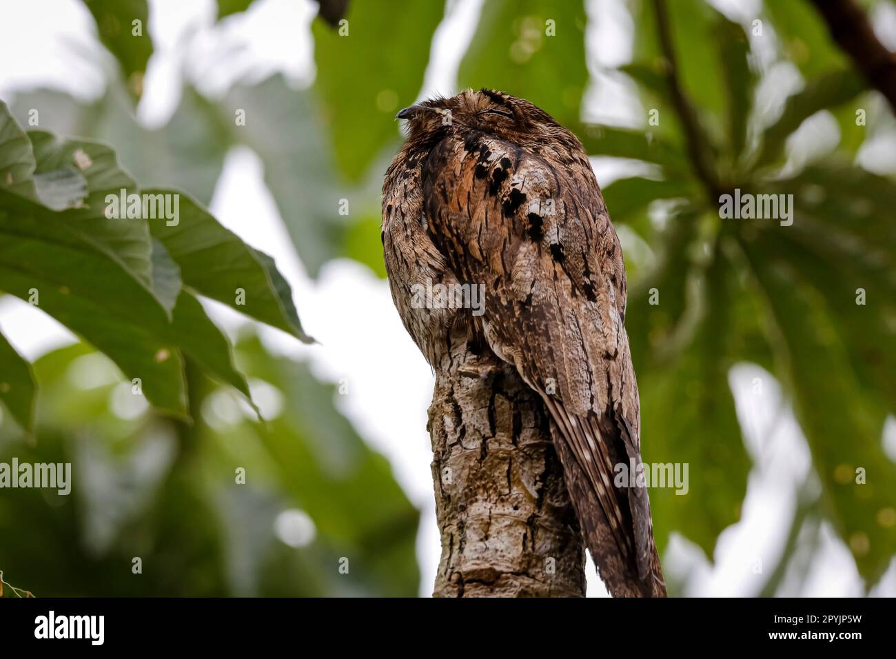 Patoo Raptors Common Potoo perched in perfect camouflage on a tree trunk against ...
