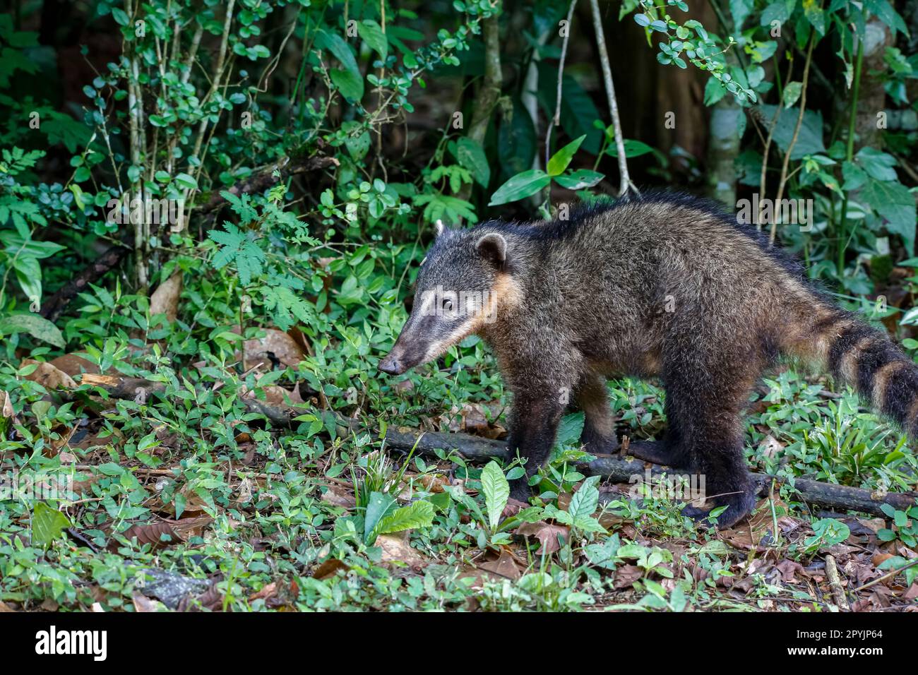 Coati roaming in natural habitat, Iguazu Falls, Argentina Stock Photo ...