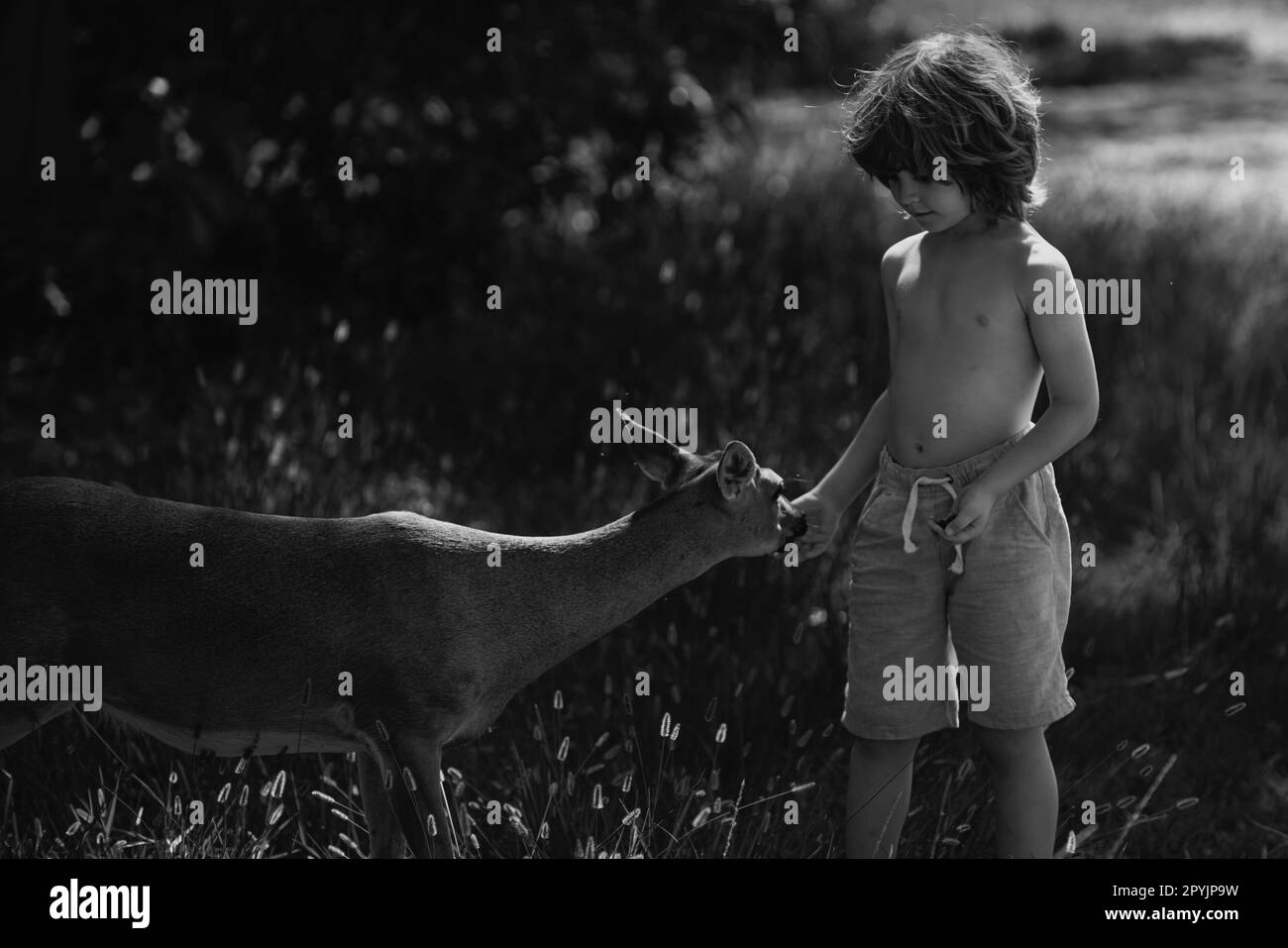 Child feeding fawn deer outdoor. Pretty boy with baby animal at park