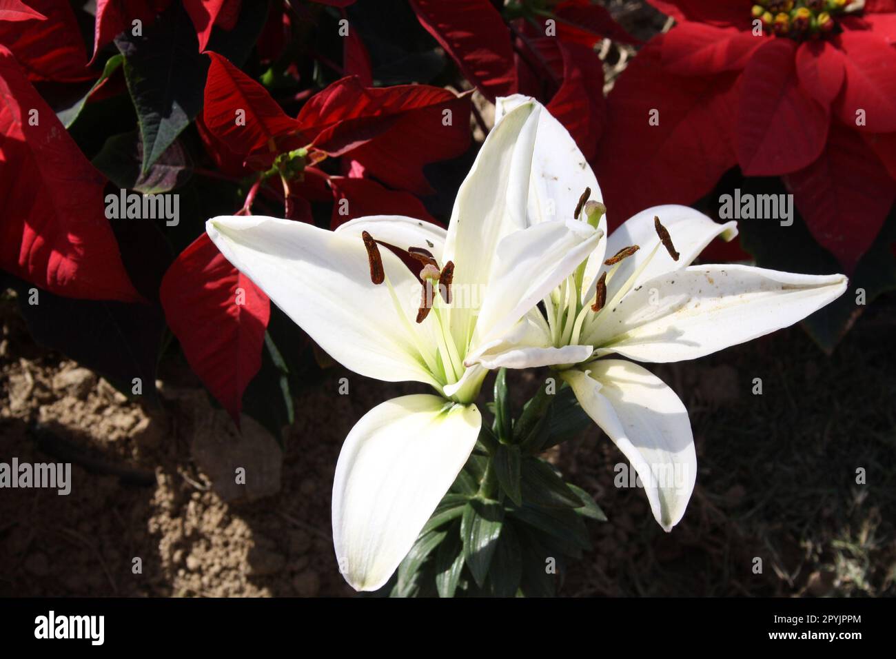 White Lilium 'Navona' (Lilium auratum) flowers with crimson anthers : (pix Sanjiv Shukla) Stock Photo