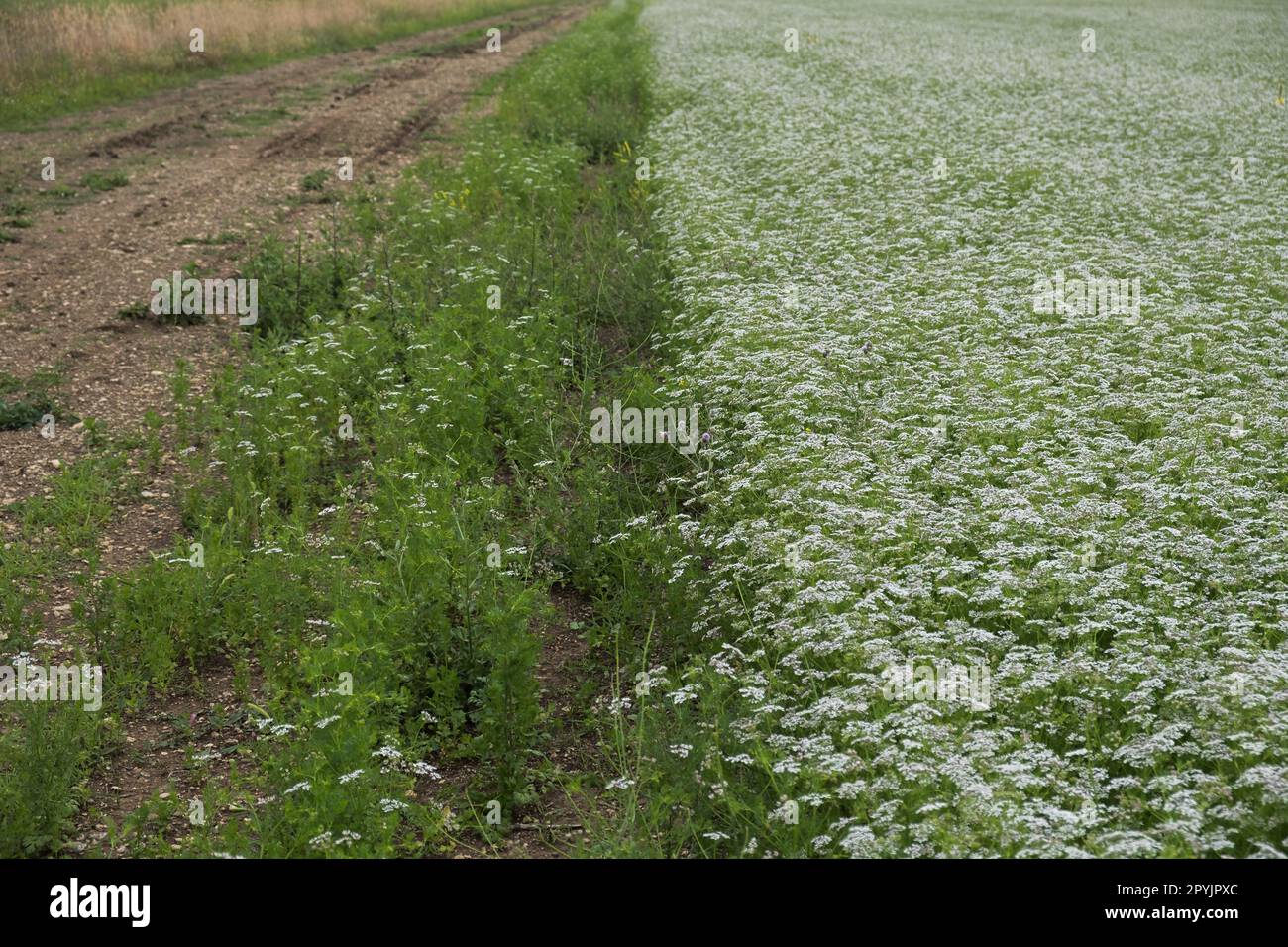 Coriander blooms on the field. Beautiful white background of flowers on