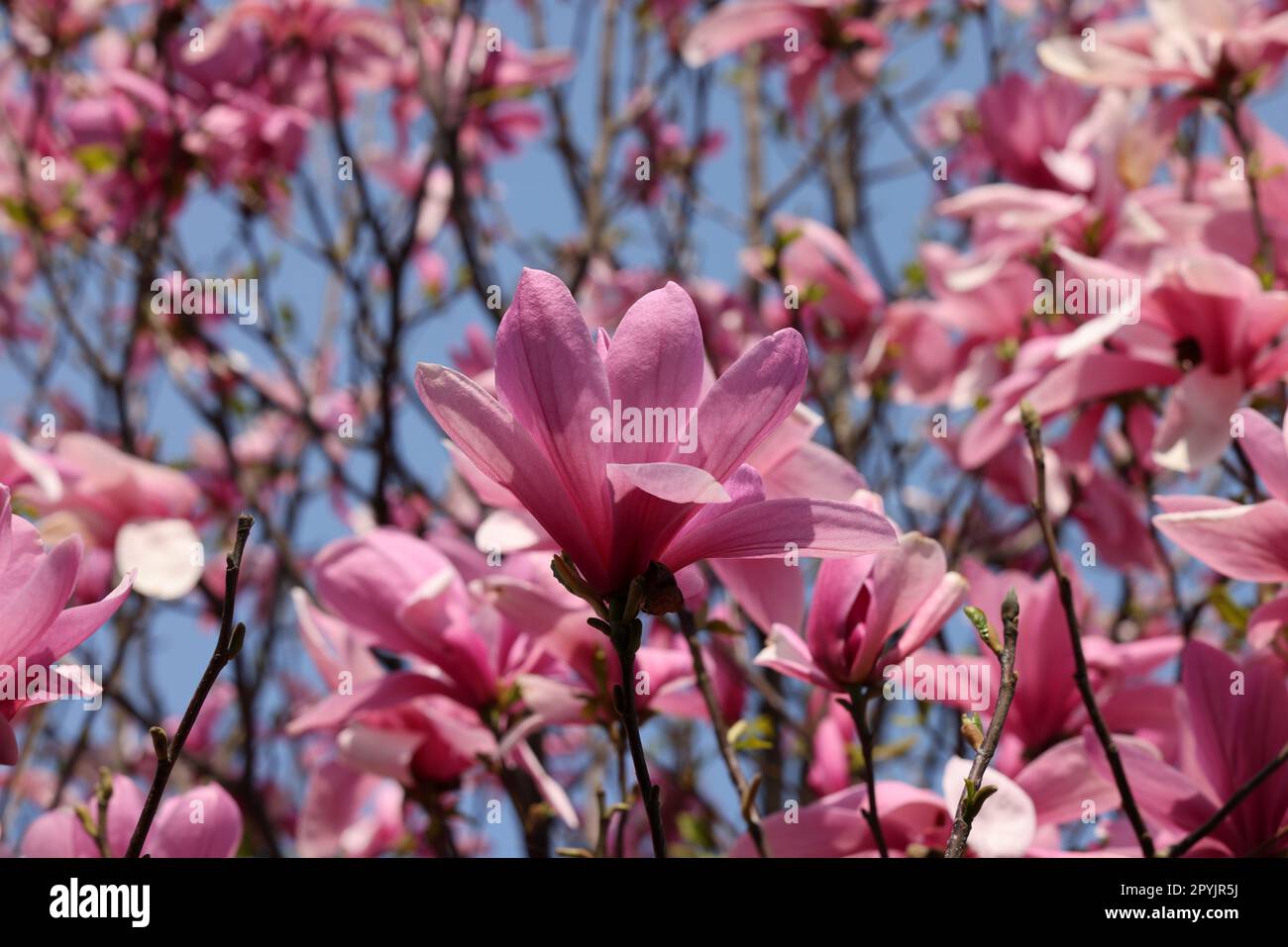 Pink magnolia flowers on a tree branch Stock Photo - Alamy