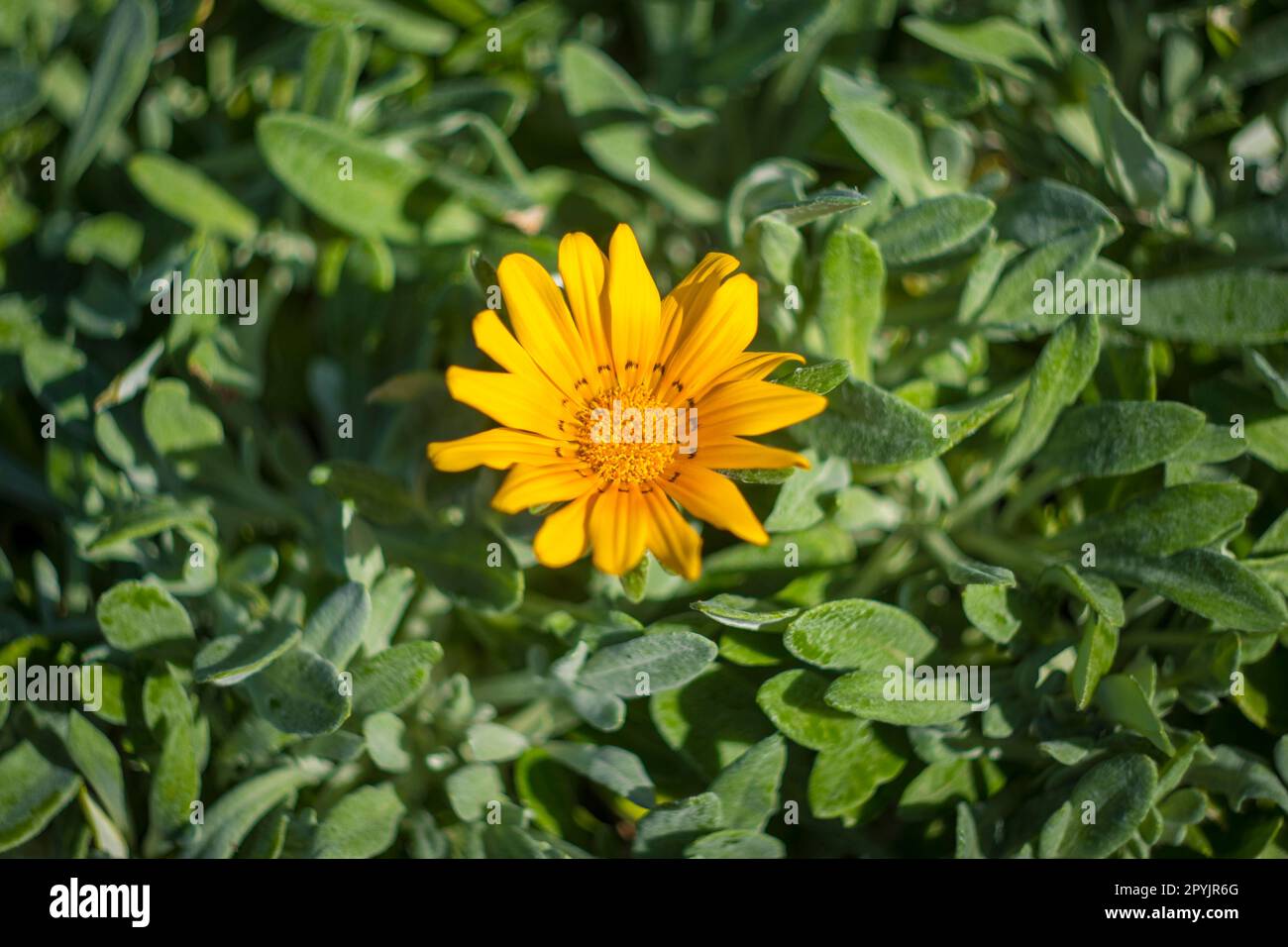 Directly above shot of yellow Gazania linearis (Striped Treasure flower) Stock Photo