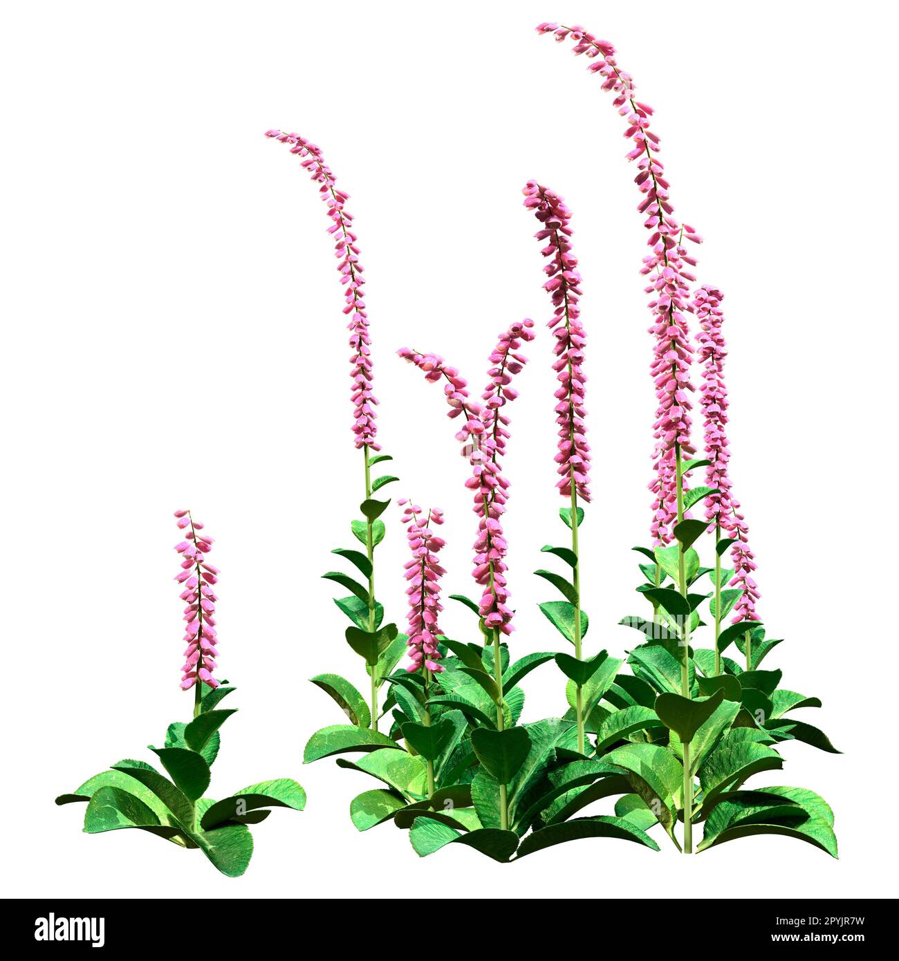 3D rendering of foxglove plants or Digitalis purpurea or common foxglove isolated on white background Stock Photo