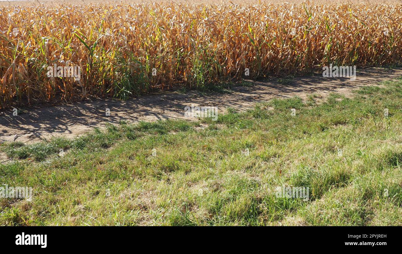 Sugar maize, also maize Zea may, an annual herbaceous cultivated plant, the only cultivated representative of the genus Zea maize of the Poaceae Cereals family. Cornfield. Harvest in autumn. Stock Photo