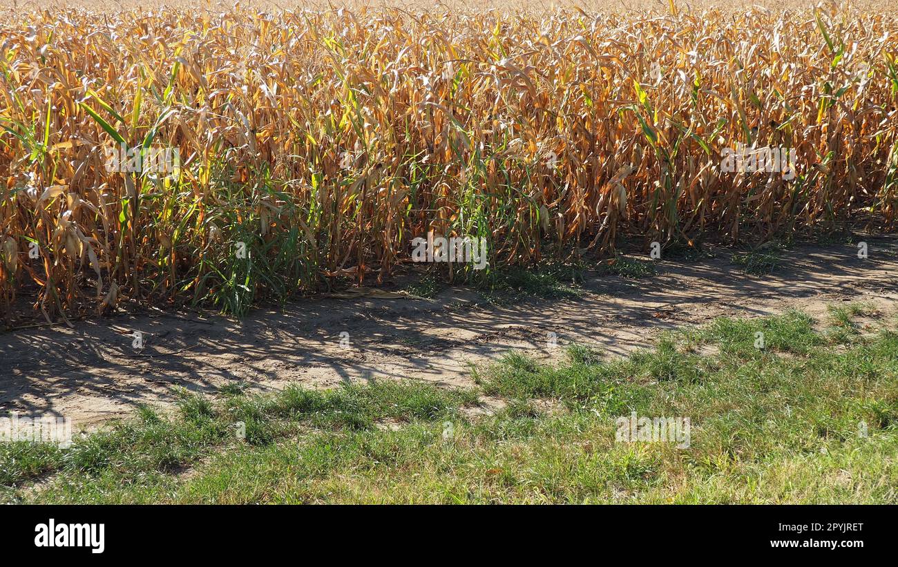 Sugar maize, also maize Zea may, an annual herbaceous cultivated plant, the only cultivated representative of the genus Zea maize of the Poaceae Cereals family. Cornfield. Harvest in autumn. Stock Photo