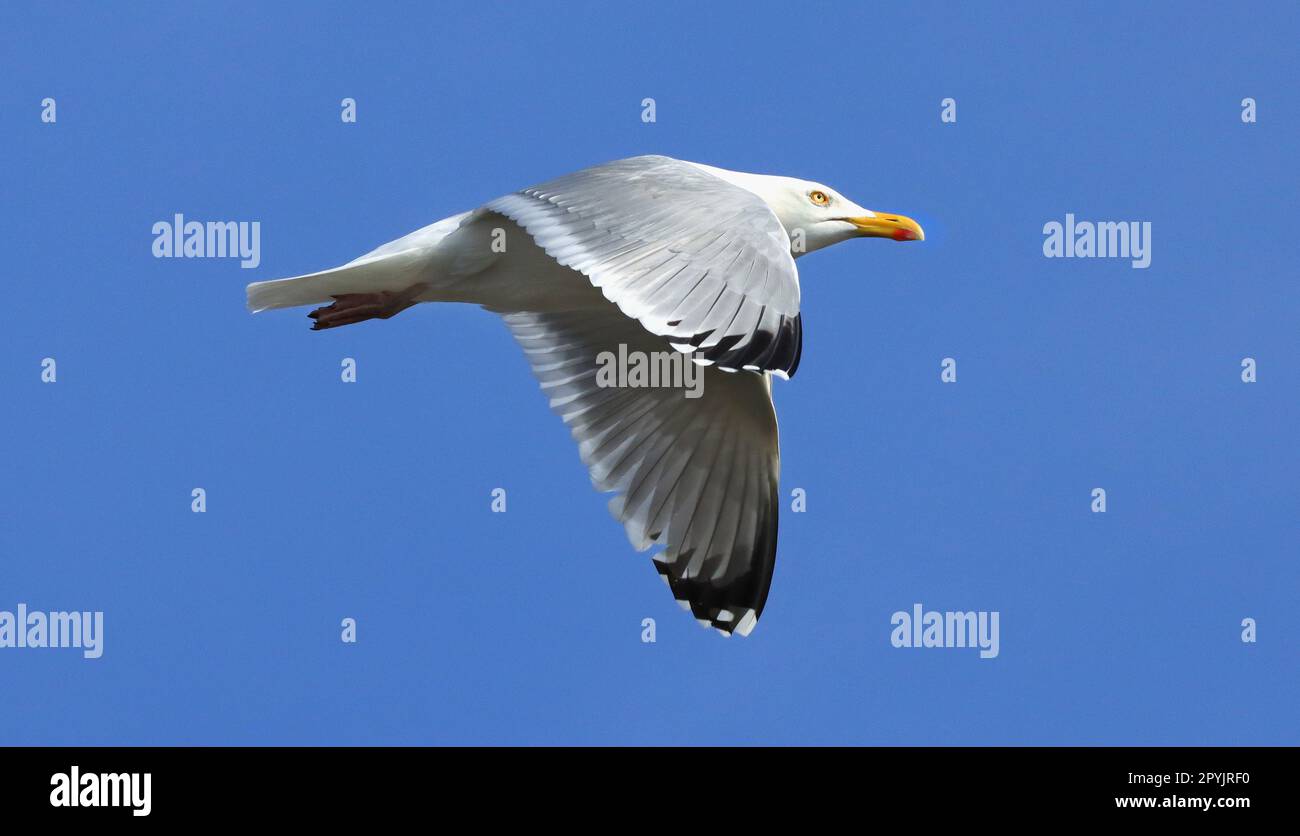European herring gull, flying Stock Photo