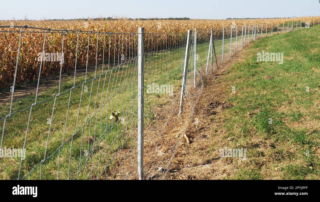 Sugar maize, maize Zea may, annual herbaceous cultivated plant, the only cultivated representative of the genus Zea maize of the Poaceae Cereals family. A cornfield. Harvest in autumn. Metal fencing Stock Photo