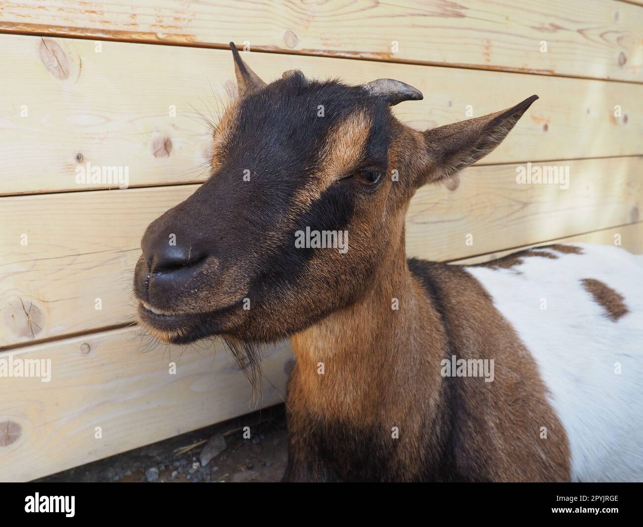 a brown goat with white spots, small horns and halfclosed eyes. Zoo
