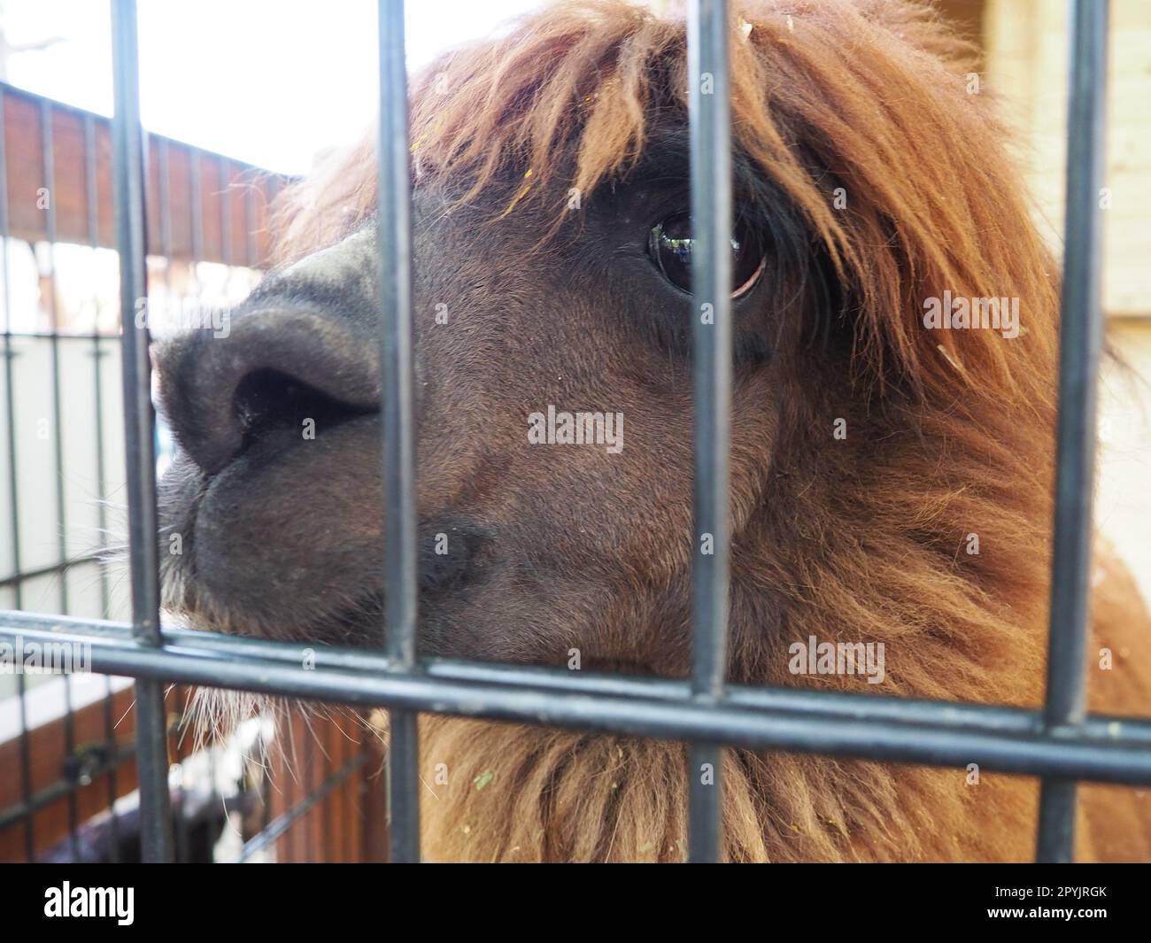 Alpaca, alpac Vicugna pacos is a domestic callous animal, descended from vicuna or vigoni. Animal with thick brown fur shows teeth and gnaws at the fence Stock Photo