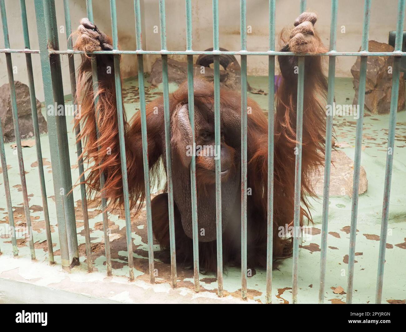 A very sad orangutan behind bars. A monkey with red hair sits and yearns. Orangutans, orangutan is a forest man, Pongo is a genus of arboreal monkeys, one of the closest to humans in DNA homology. Stock Photo