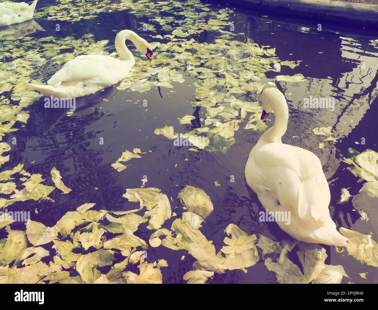 White swan in the water. white swans in a pond eating cabbage and green lettuce. Birds in the zoo. Stock Photo
