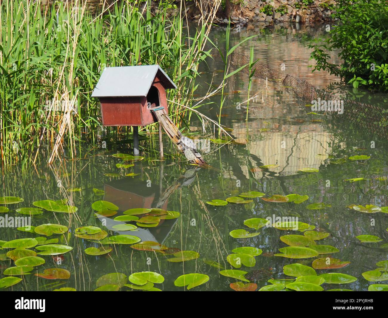 A red-eared turtle with turtles climbs into a wooden house. Pond with water lily leaves. Red-eared freshwater turtle is a subspecies of red-eared turtle from the family of freshwater turtles Emydidae Stock Photo