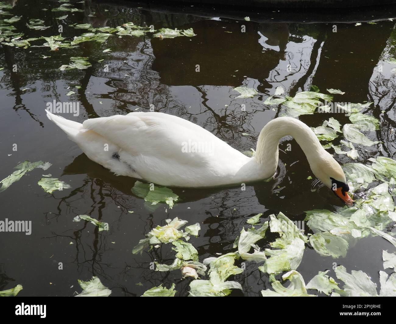White swan in the water. white swans in a pond eating cabbage and green lettuce. Birds in the zoo. Stock Photo