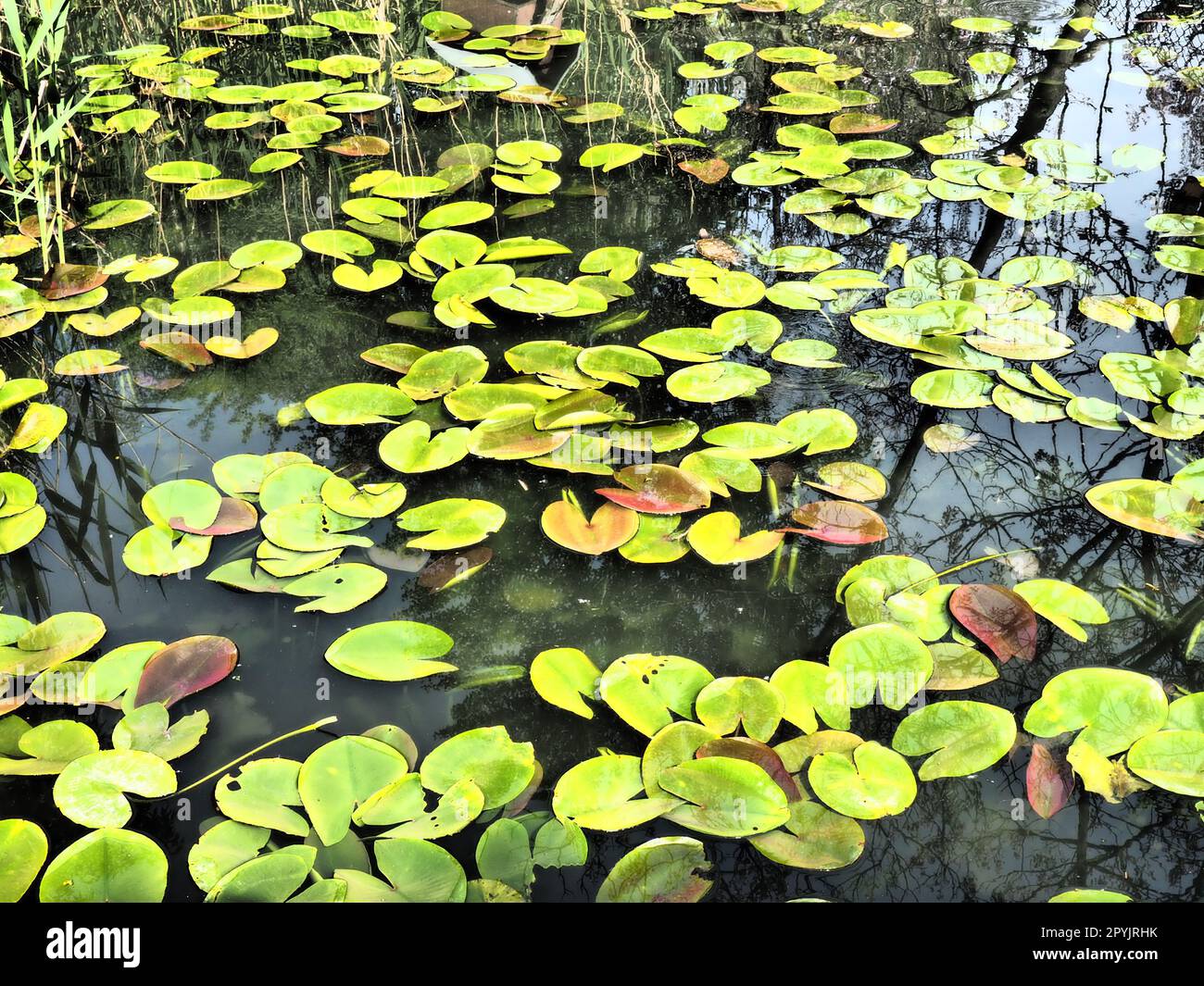 Water lily leaves, known as lily pads. Large cracked and yellow leaves of an aquatic plant on the surface of a pond or swamp. Water lily, or Nymphaean Nymphaeaceae - family of flowering plants Stock Photo