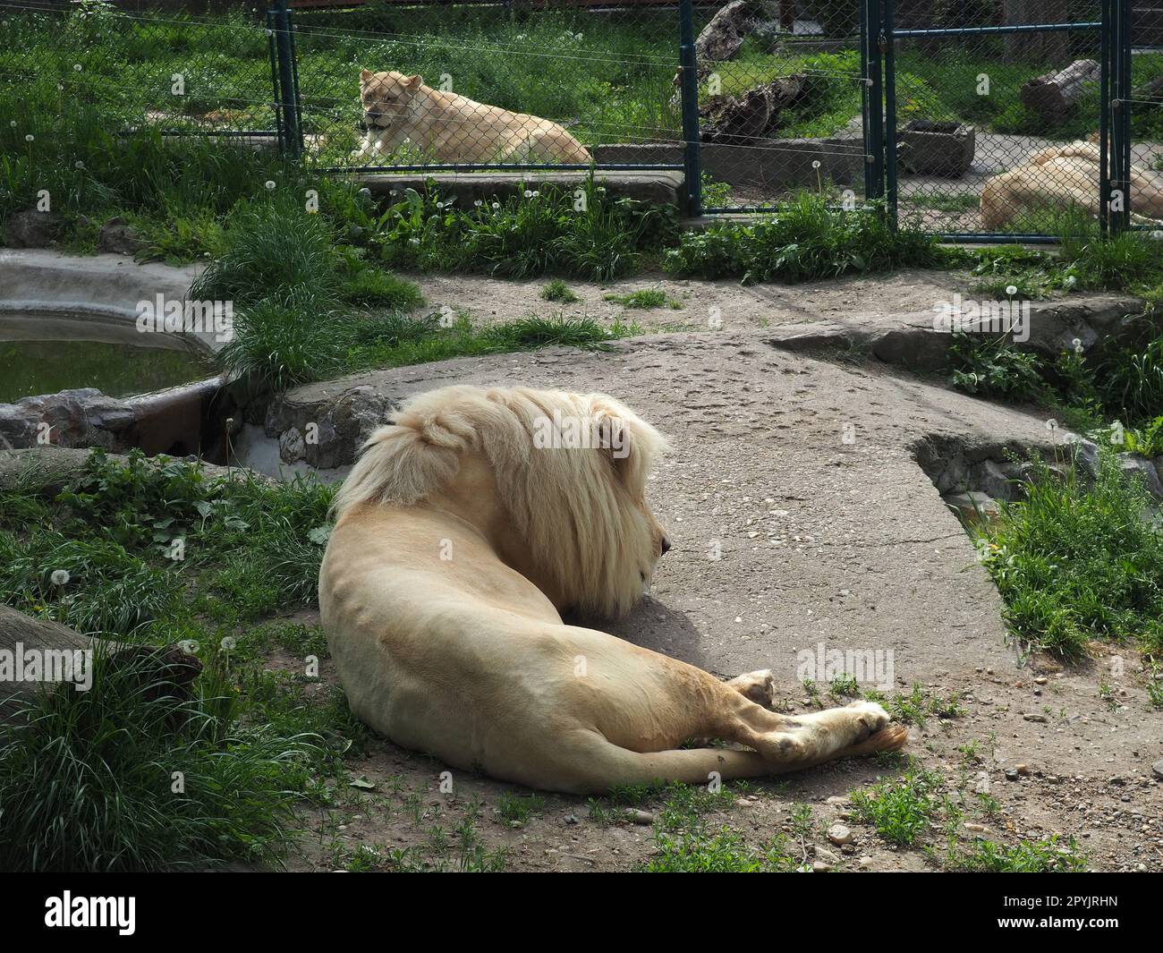 albino white lions rest in the zoo. Lion Panthera leo is a species of carnivorous mammals, one of representatives of the genus Panther, a subfamily of big cat Pantherinae in the feline family Felidae Stock Photo