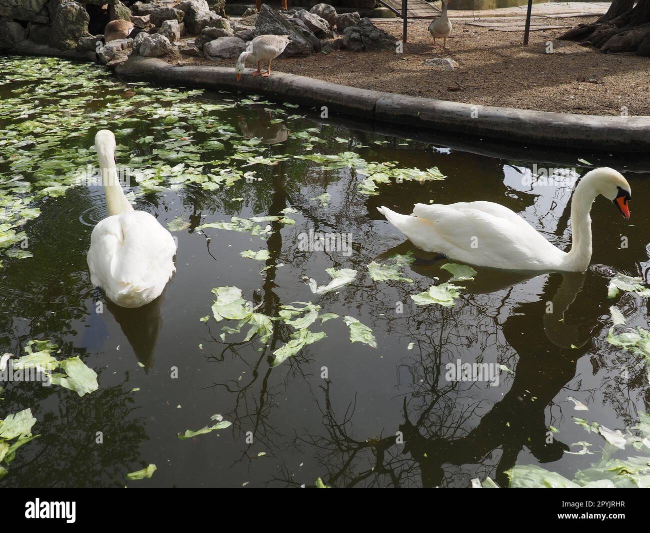 White swan in the water. white swans in a pond eating cabbage and green lettuce. Birds Stock Photo