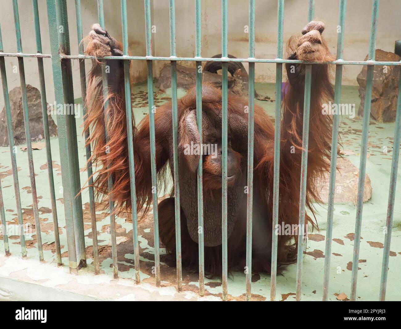 sad orangutan behind bars. Orangutans, orang utan - forest man, Pongo - genus of arboreal apes, one of the closest to humans in DNA homology Stock Photo