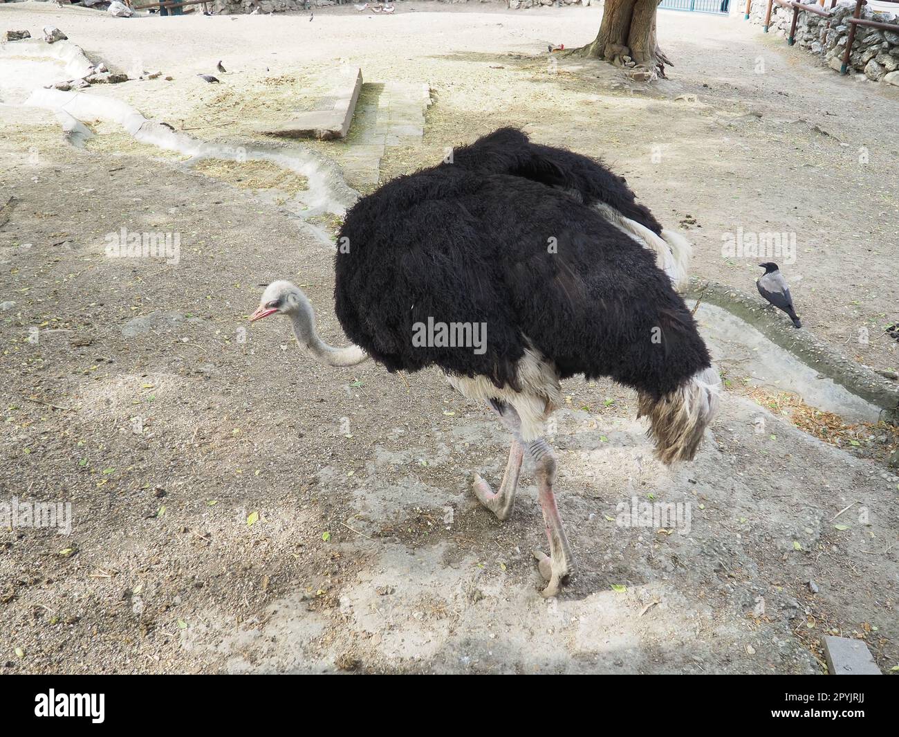 African Masai ostrich. An ostrich with black feathering on its wings and a gray neck is looking for something edible on the sand Stock Photo