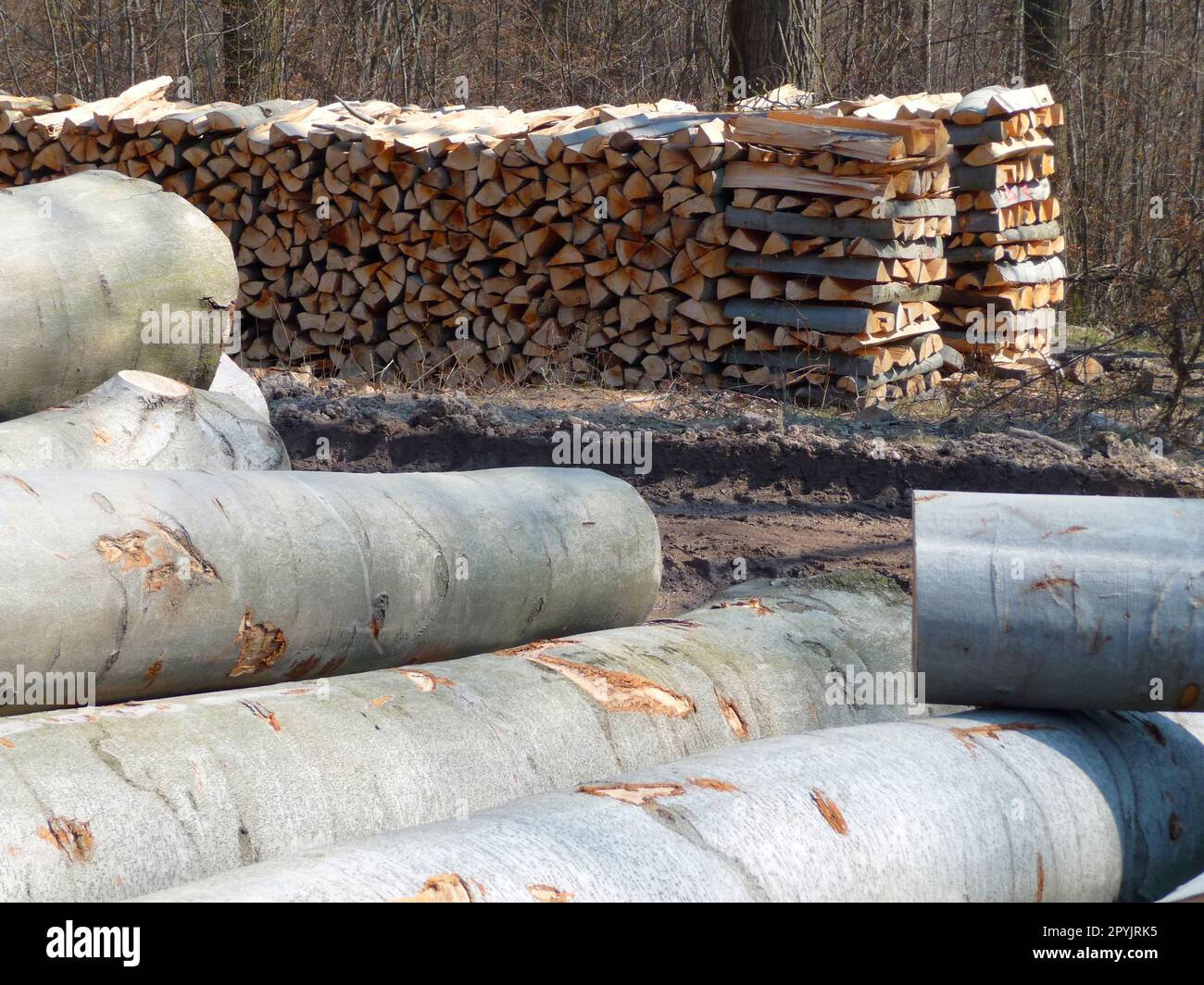 Wood pile Stock Photo