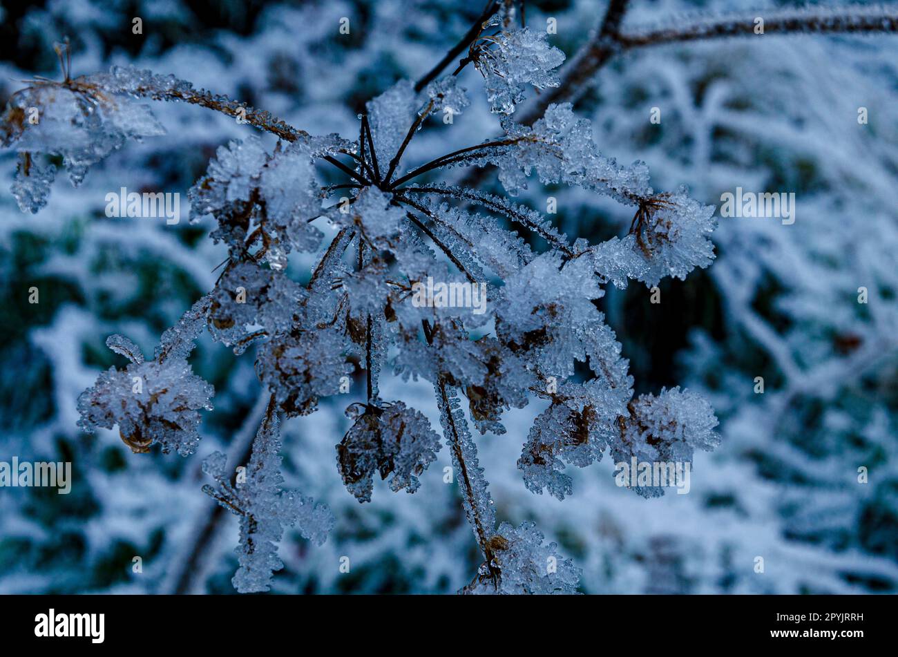 Ice covered plant close-up with depth of field Stock Photo