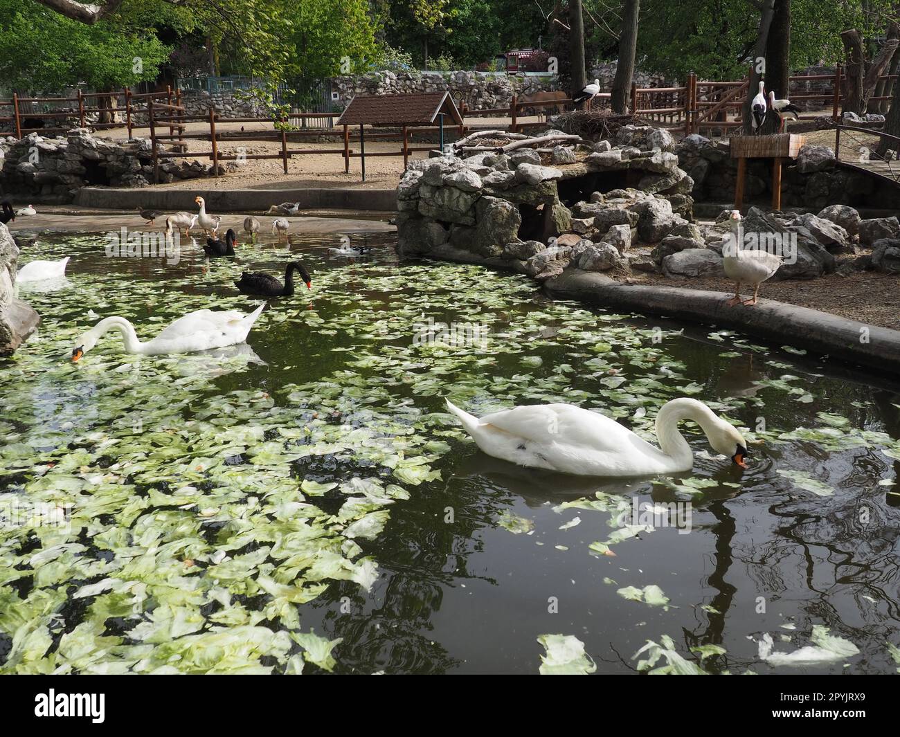 White swan in the water. white swans in a pond eating cabbage and green lettuce. Stock Photo