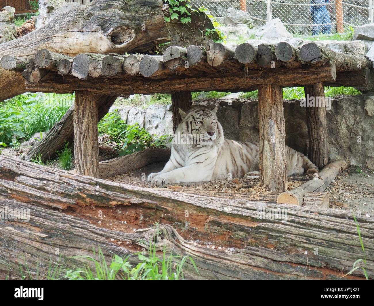 Bengal tiger, Panthera tigris tigris or Panthera tigris bengalensis. Albino mutation - white tiger. The animal is resting in the zoo. The tiger holds its head proudly. Portrait of a Royal Bengal tiger Stock Photo