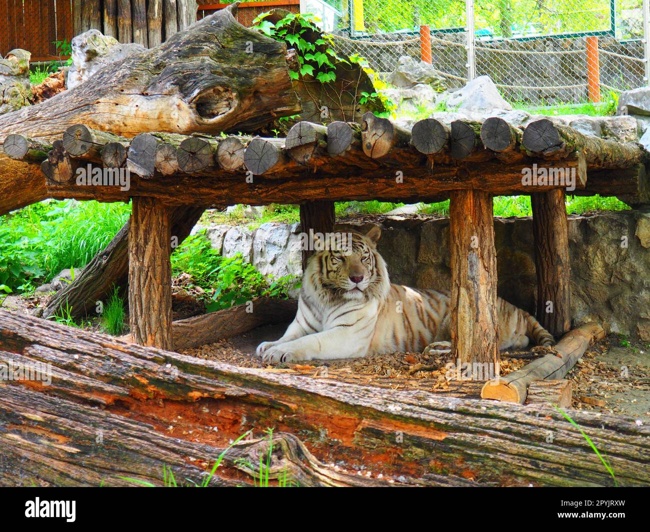 Bengal tiger, Panthera tigris tigris or Panthera tigris bengalensis. Albino mutation - white tiger. The animal is resting in the zoo. The tiger holds its head proudly. Portrait of a Royal Bengal tiger Stock Photo
