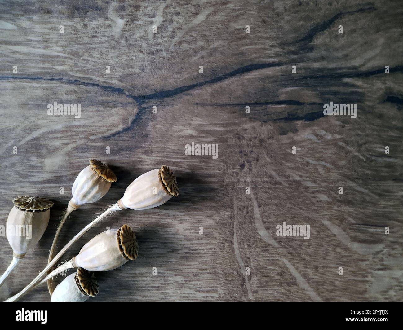 Gray background with dry poppy heads close up.Texture for background